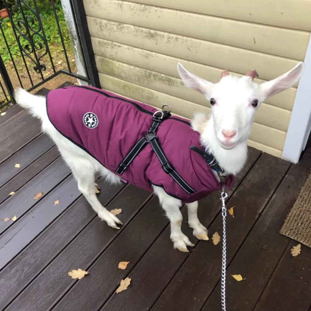 Waterproof dog coat with harness opening in red colour on large breed dog