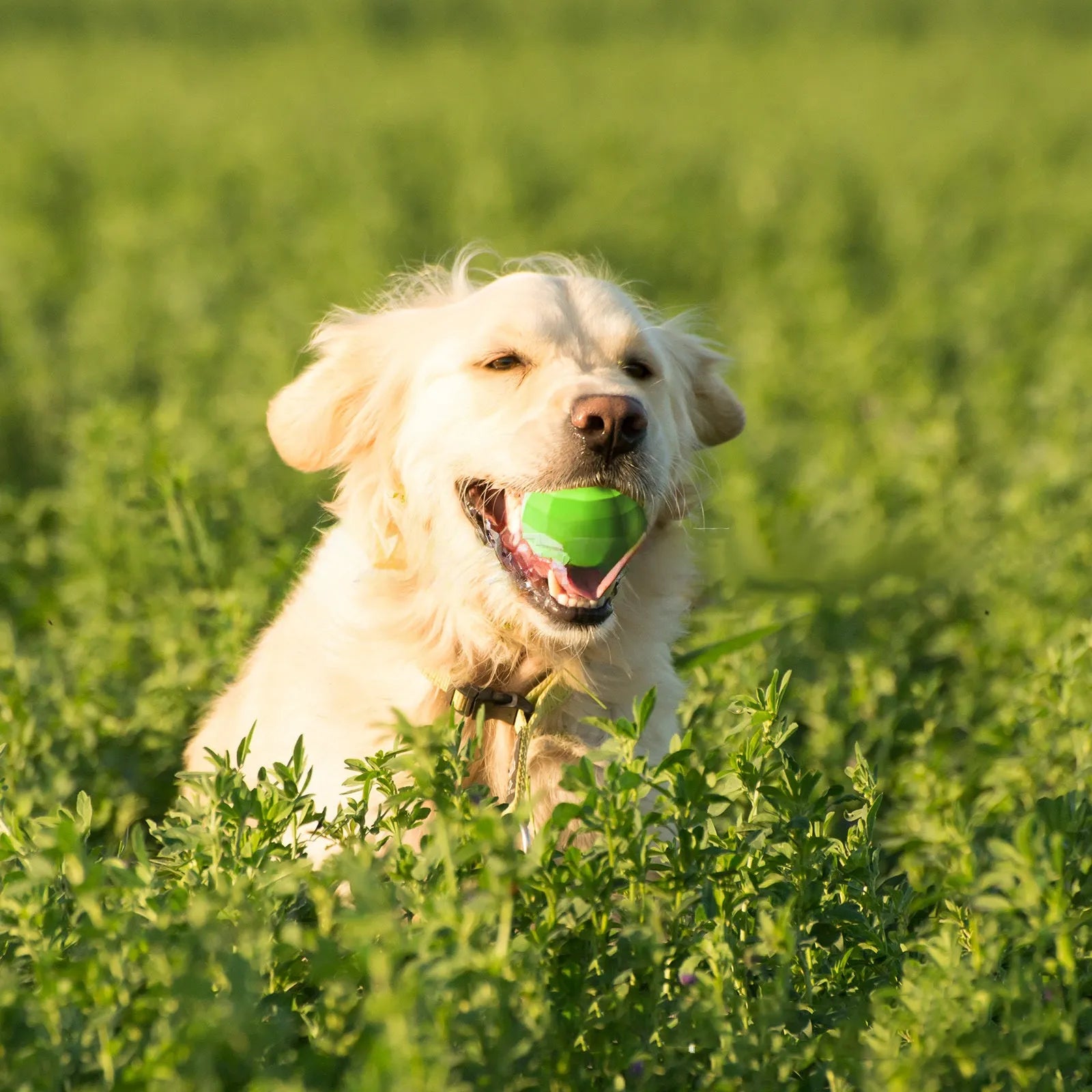 Green natural rubber dog ball chew toy with squeaker for medium and large breed aggressive chewers