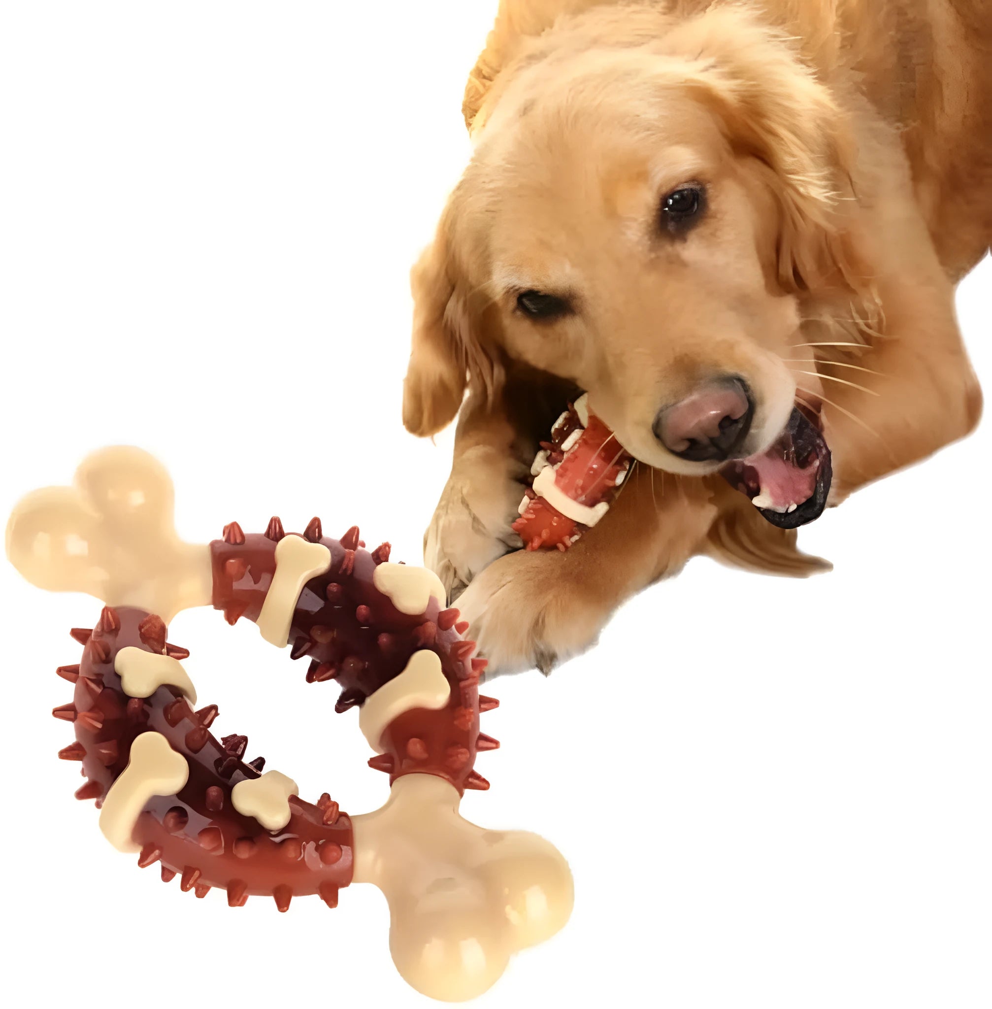 Natural rubber bone-shaped dog teeth grinding toy shown in two sizes for oral health and anxiety relief