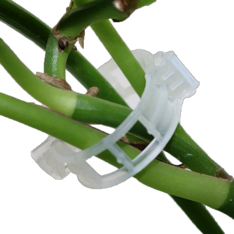 Set of 50 plastic garden plant clips for supporting tomato vines and flower stems.
