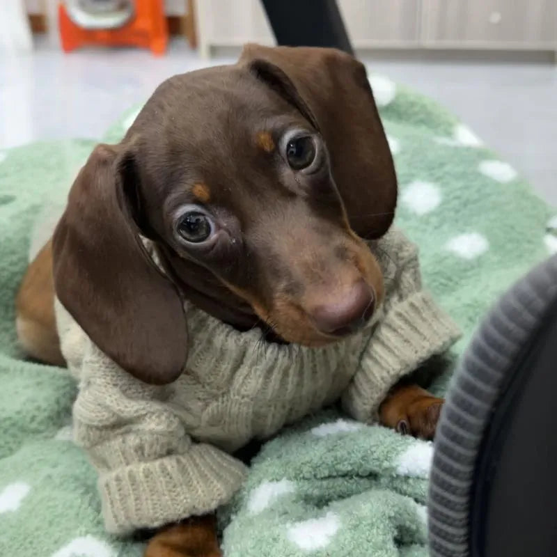 Greige knitted sausage dog sweater for small dogs, winter warm pet clothes, multiple sizes available