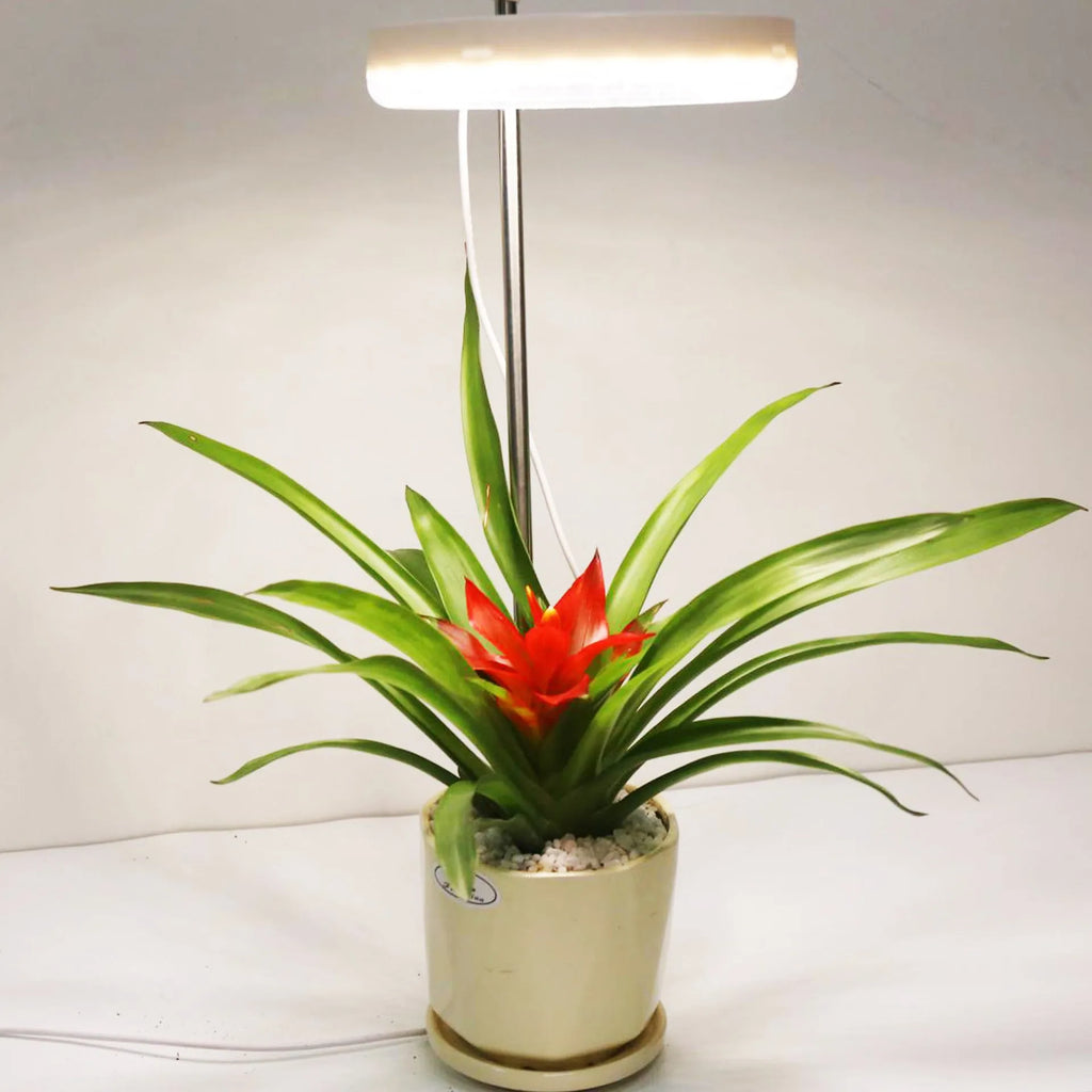 Compact plant growth lamp with full spectrum light for home office desk plants