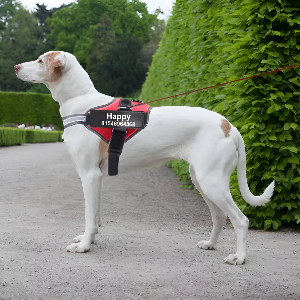 Adjustable no-pull dog harness with reflective strips and a sturdy handle on a dog.