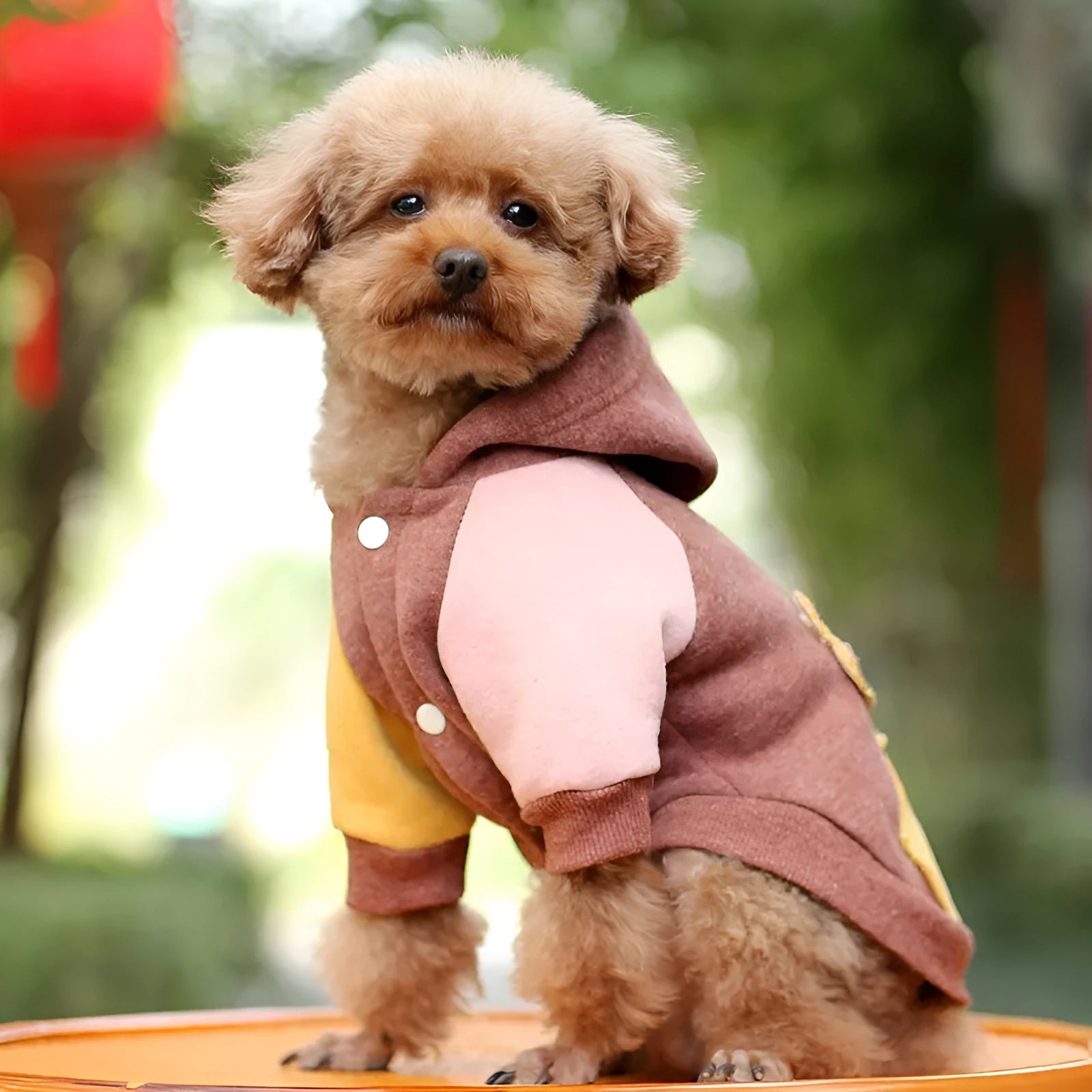 Cotton pet sweatshirt for small dogs and cats in brown, green, pink colours
