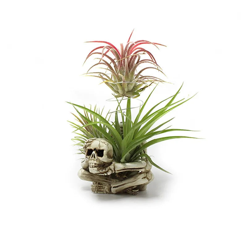 Gothic skull design resin bracket for holding soilless Tillandsia air plants on wall.