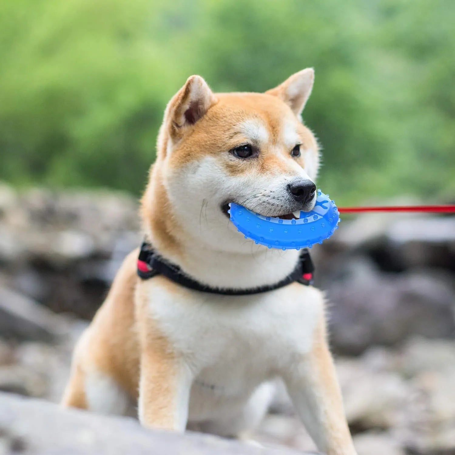 Freezable bone-shaped dog teether chew toy shown next to a circle-shaped version, both with treat-filling holes.