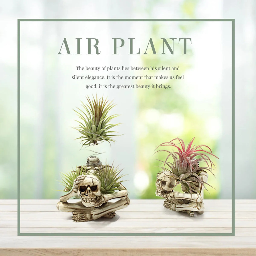 Gothic skull design resin bracket for holding soilless Tillandsia air plants on wall.