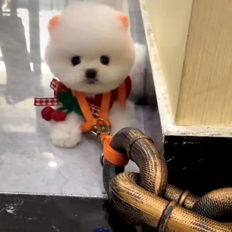 Simulated plastic dog leash prop in bronze colour for video parody content