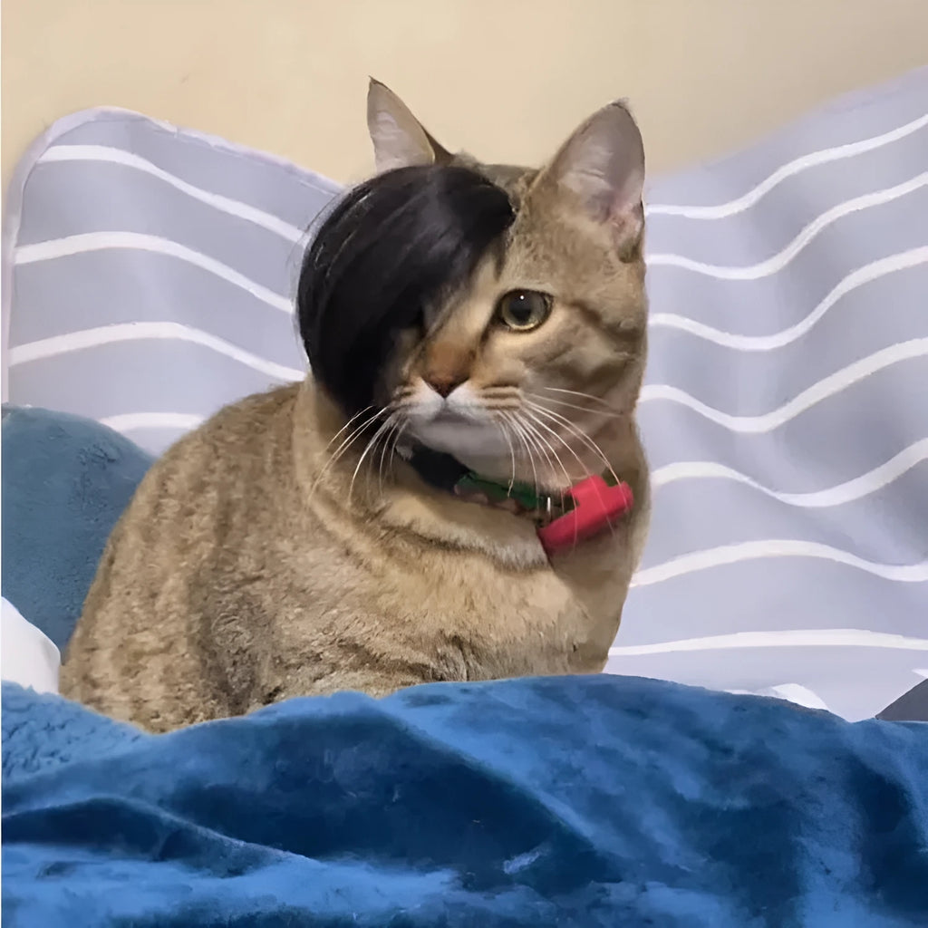 Black imitation braid cat wig with adjustable elastic headband for feline dress-up occasions