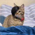 Black imitation braid cat wig with adjustable elastic headband for feline dress-up occasions