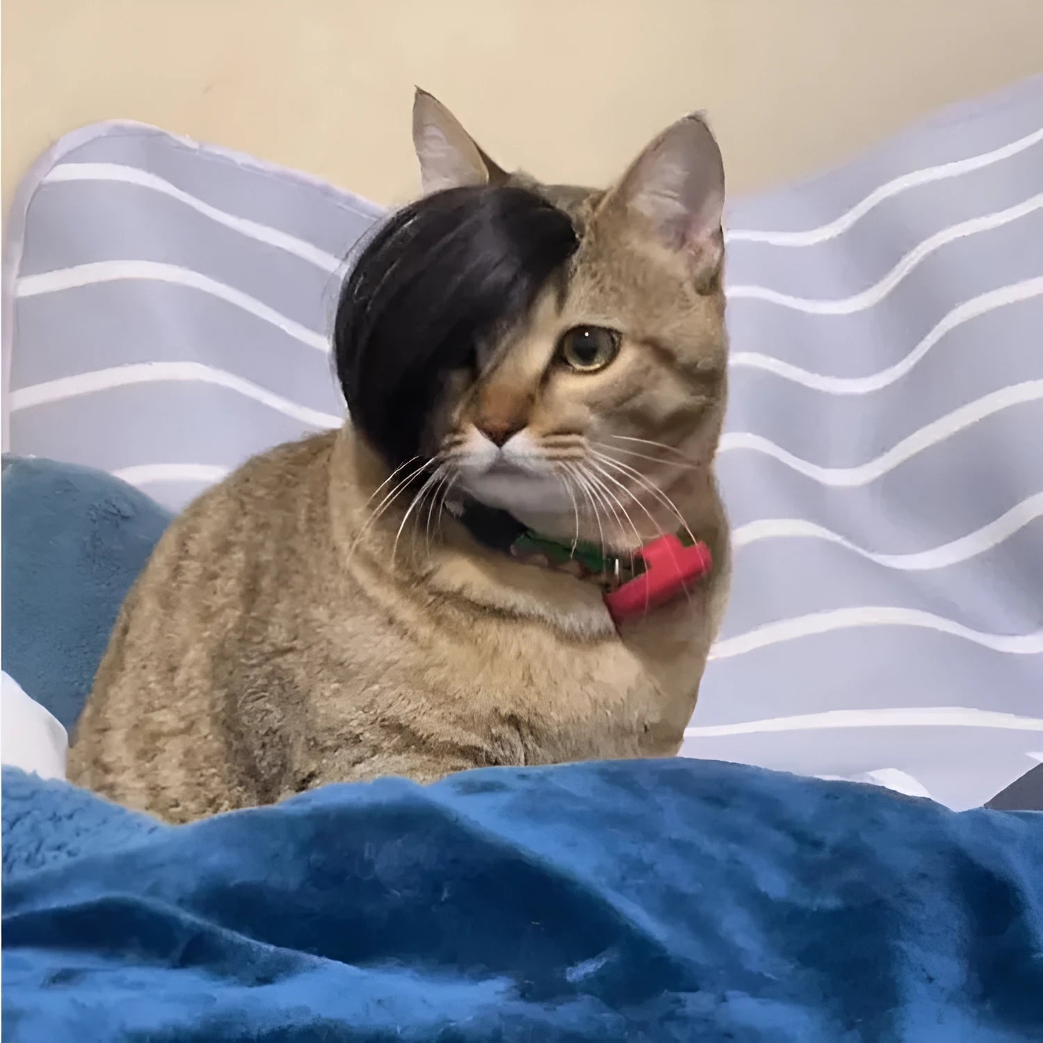 Black imitation braid cat wig with adjustable elastic headband for feline dress-up occasions