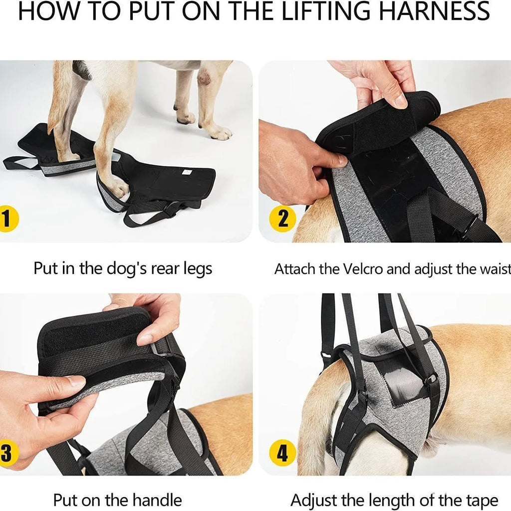Neoprene dog recovery belt for rear leg support showing adjustable design and sizing options