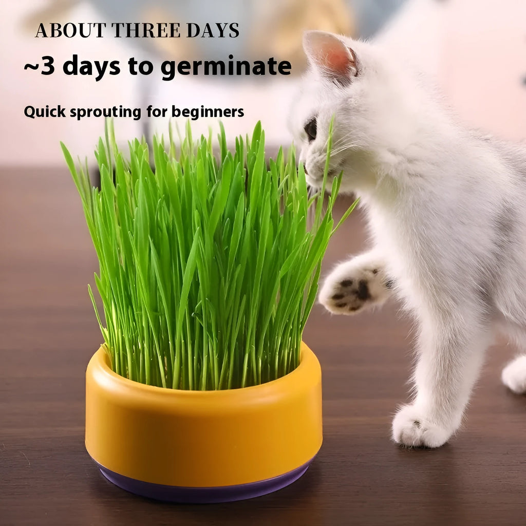 Hydroponic cat grass growing kit with blue cup and wheatgrass seeds for indoor pet enrichment.