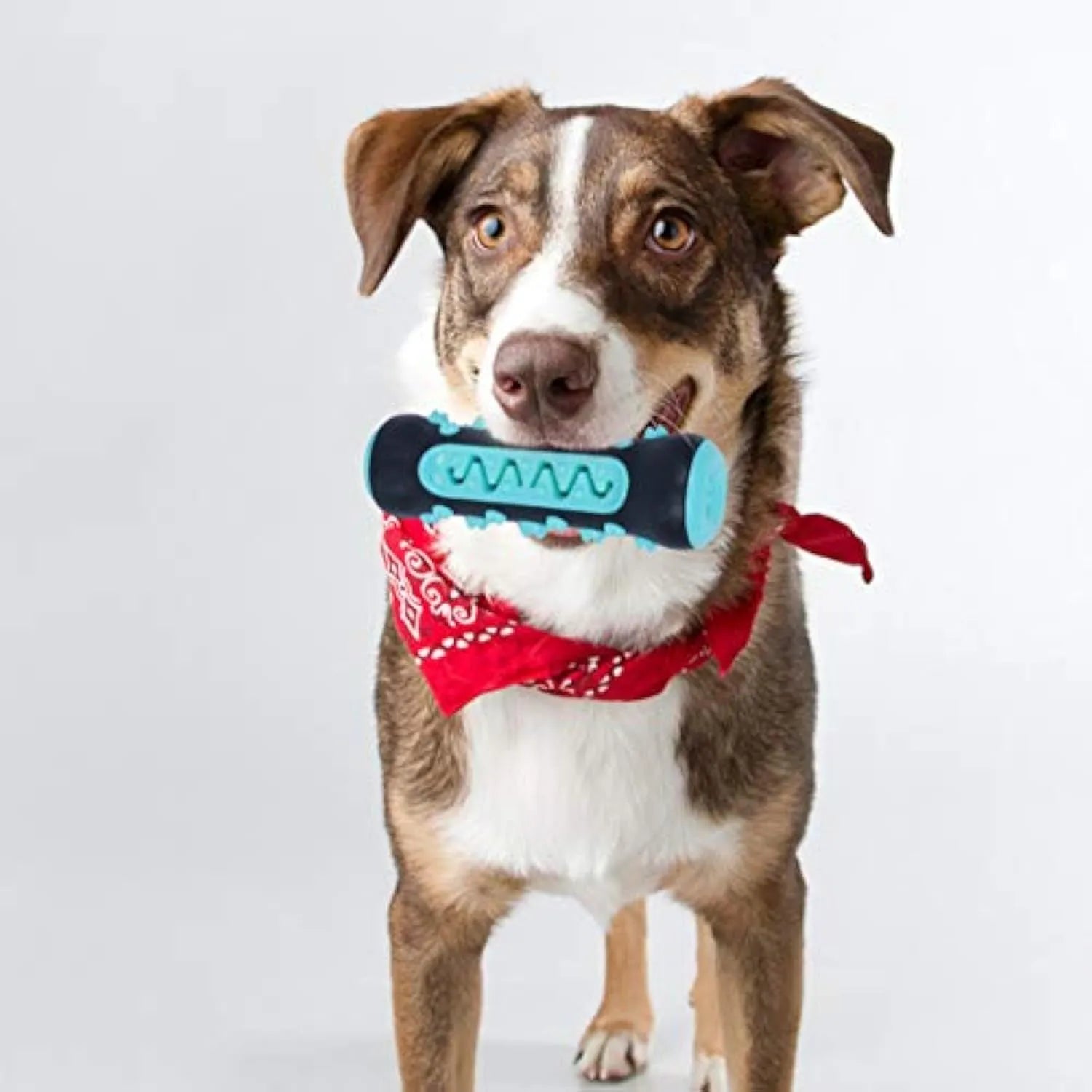 Natural rubber dog toothbrush chew toy in blue, showing textured surfaces and measuring 15 cm long.