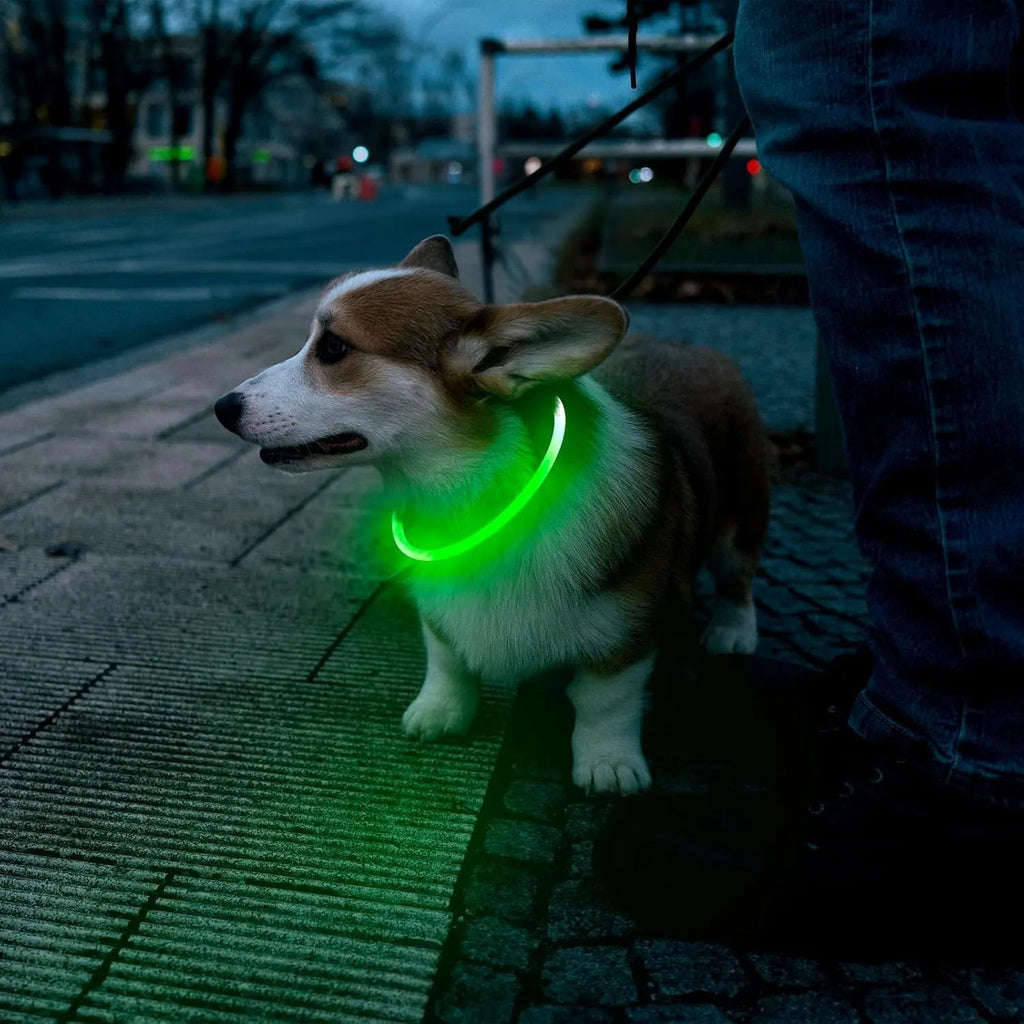 Blue USB rechargeable LED dog collar glowing with adjustable strap and USB charging port