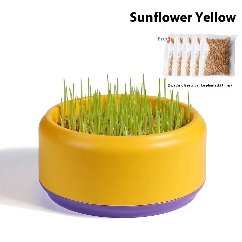 Hydroponic cat grass growing kit with blue cup and wheatgrass seeds for indoor pet enrichment.