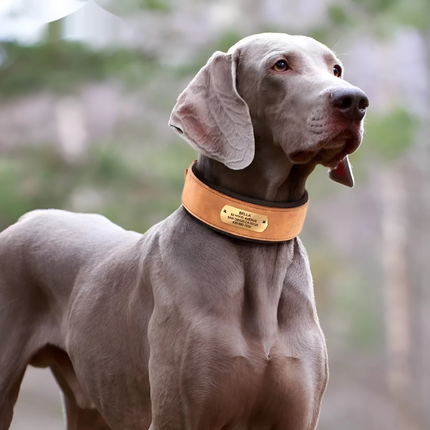 Widened dog collar with anti-lock lettering in Black for medium and large dogs, microfiber leather and diving cloth