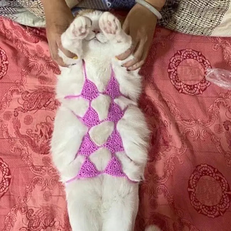 Cat wearing two-piece bikini costume in choice of five colours for pet parties