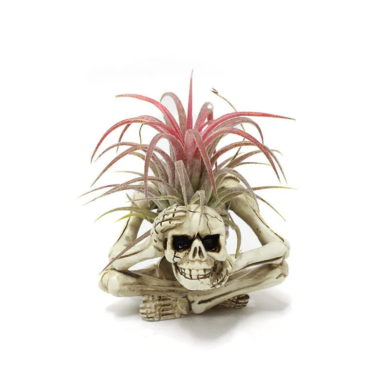 Gothic skull design resin bracket for holding soilless Tillandsia air plants on wall.