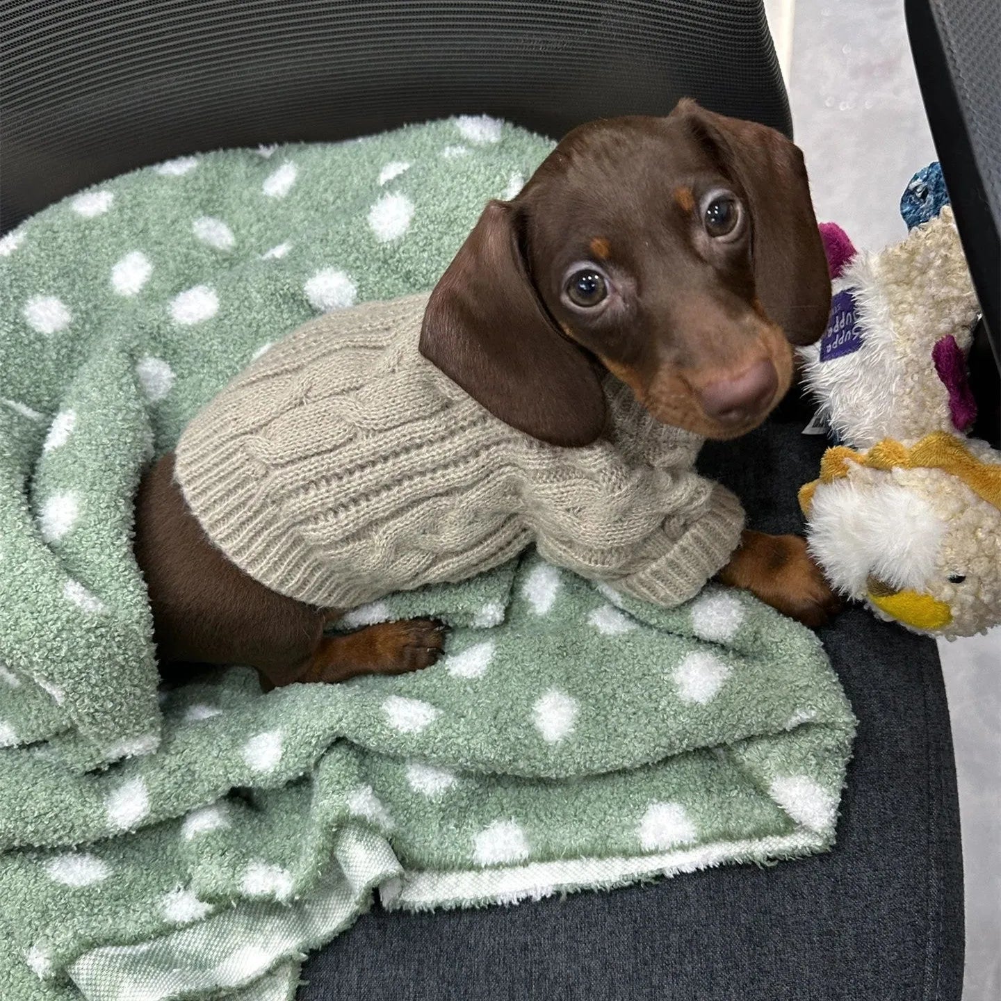 Greige knitted sausage dog sweater for small dogs, winter warm pet clothes, multiple sizes available