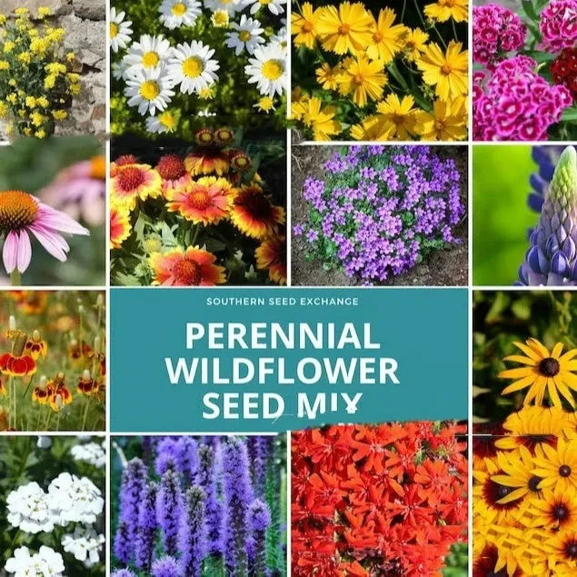 Packets of Purpleflower Holly Leaf cold and drought resistant mixed wildflower seeds