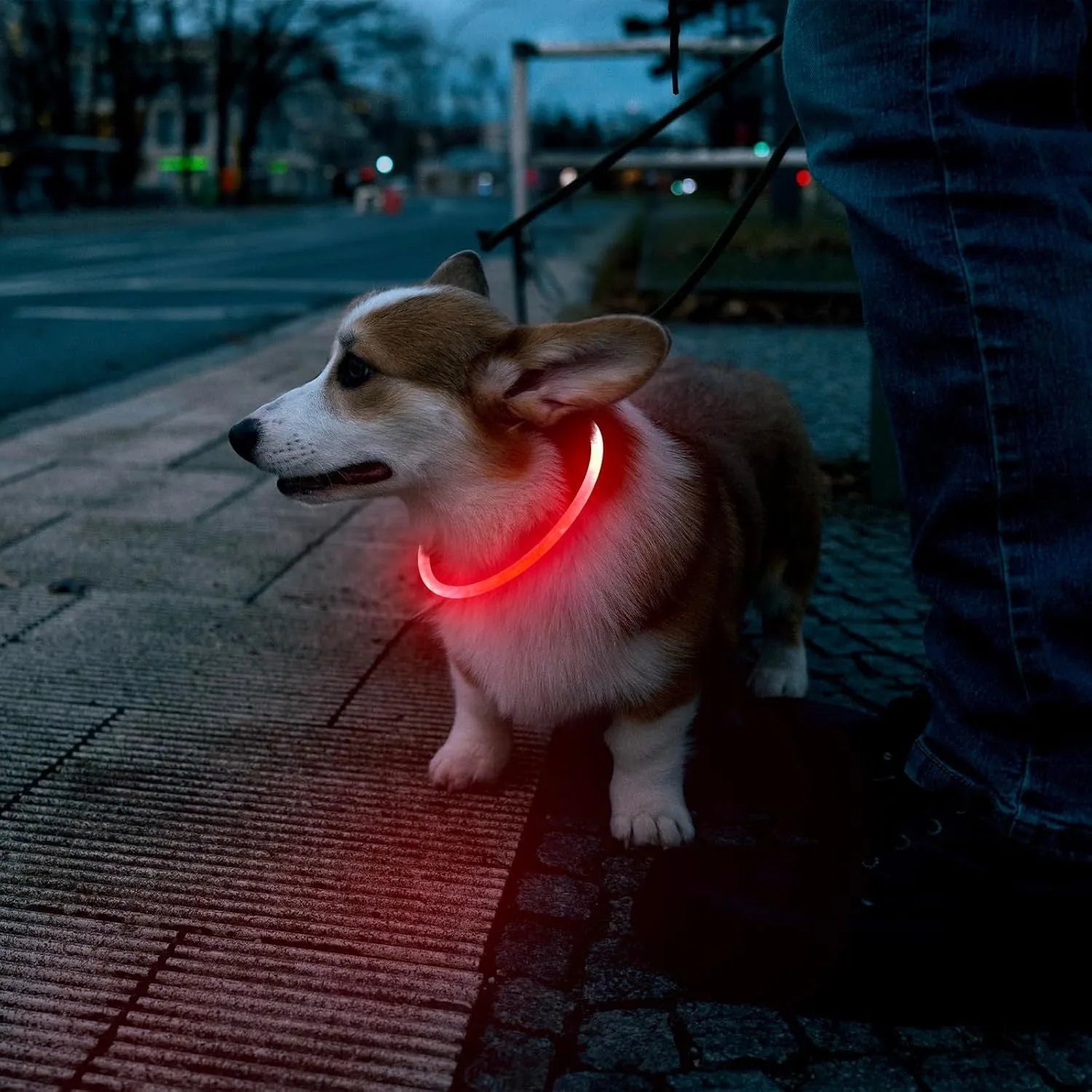 Blue USB rechargeable LED dog collar glowing with adjustable strap and USB charging port