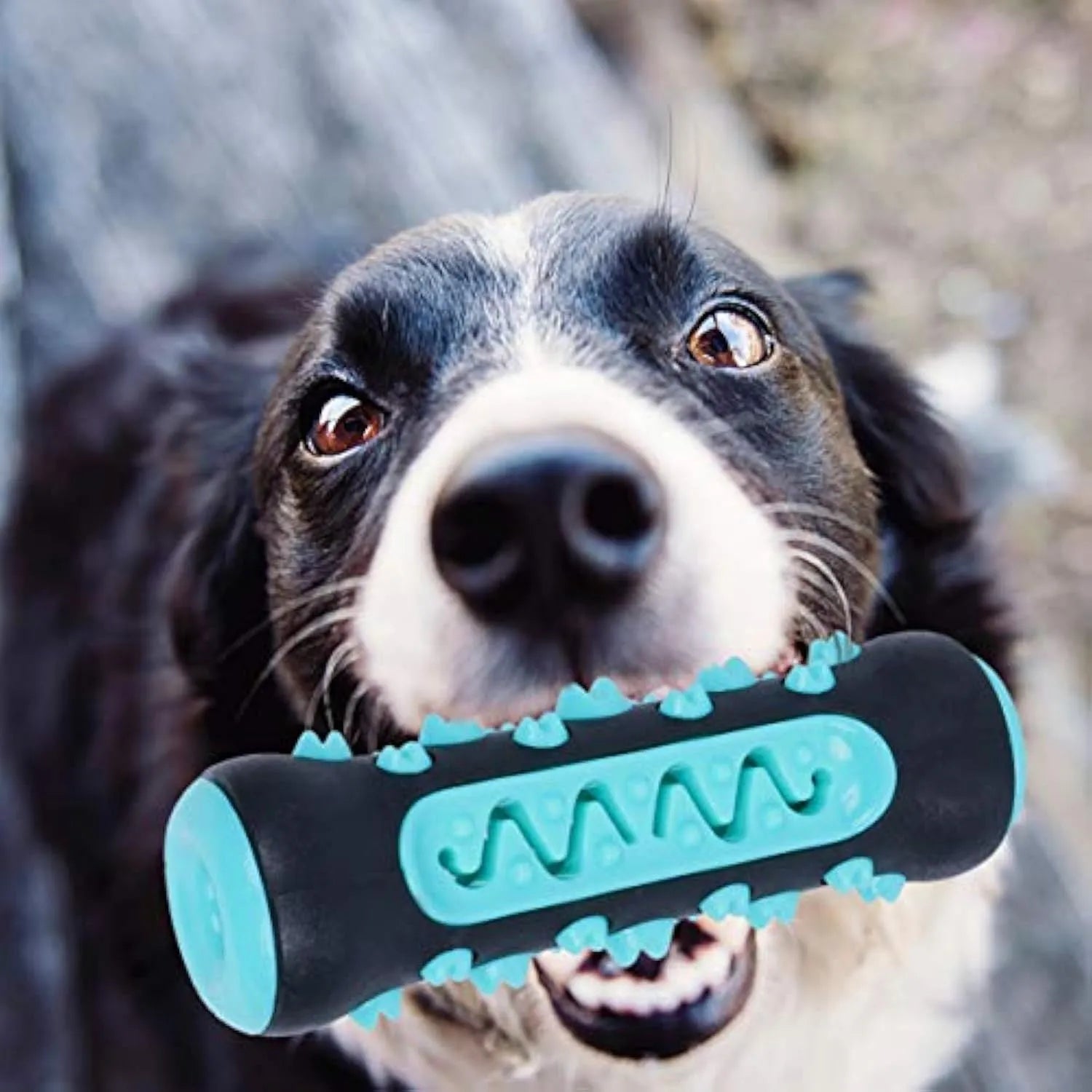 Natural rubber dog toothbrush chew toy in blue, showing textured surfaces and measuring 15 cm long.