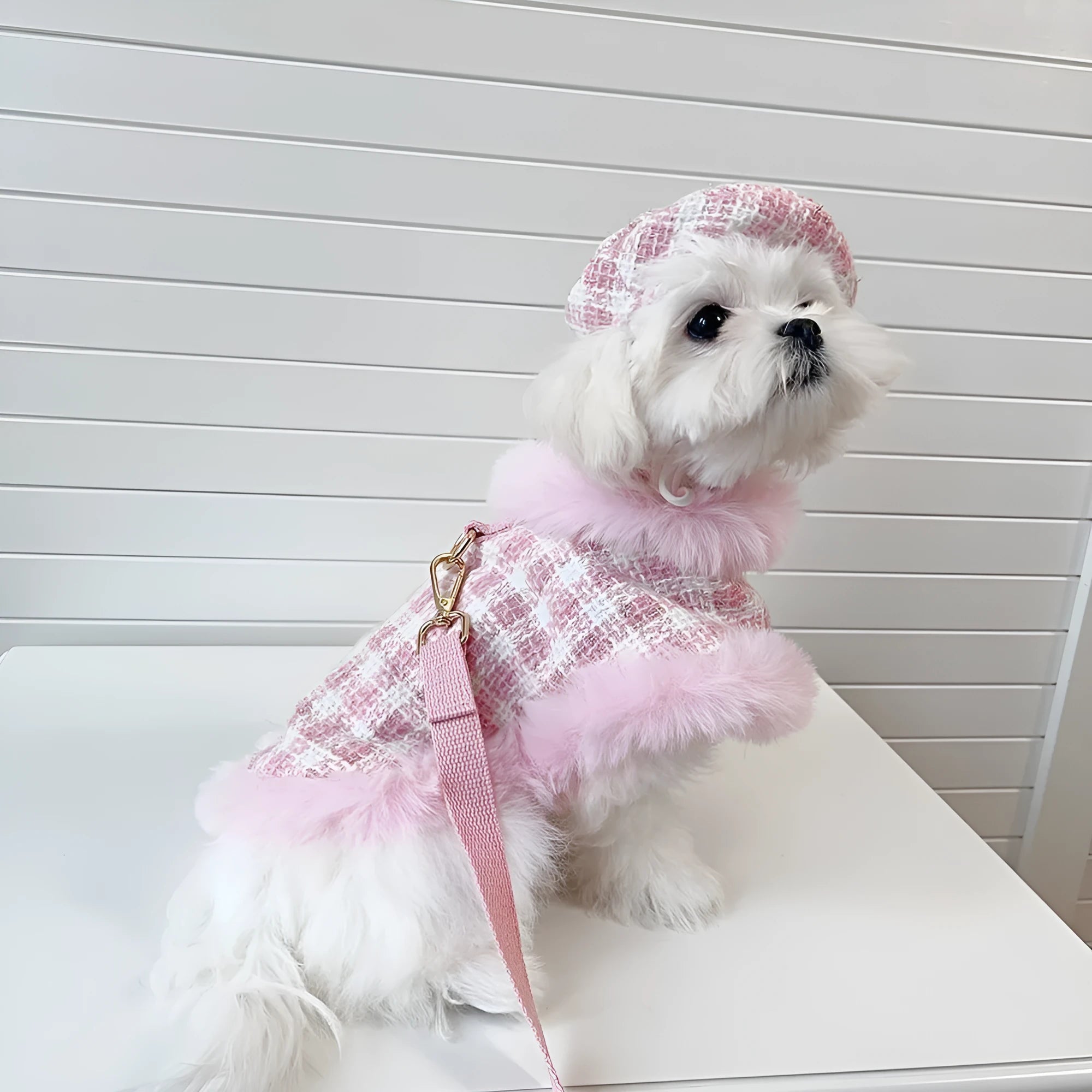Cat wearing pink beret and matching cloak costume with hand-holding rope