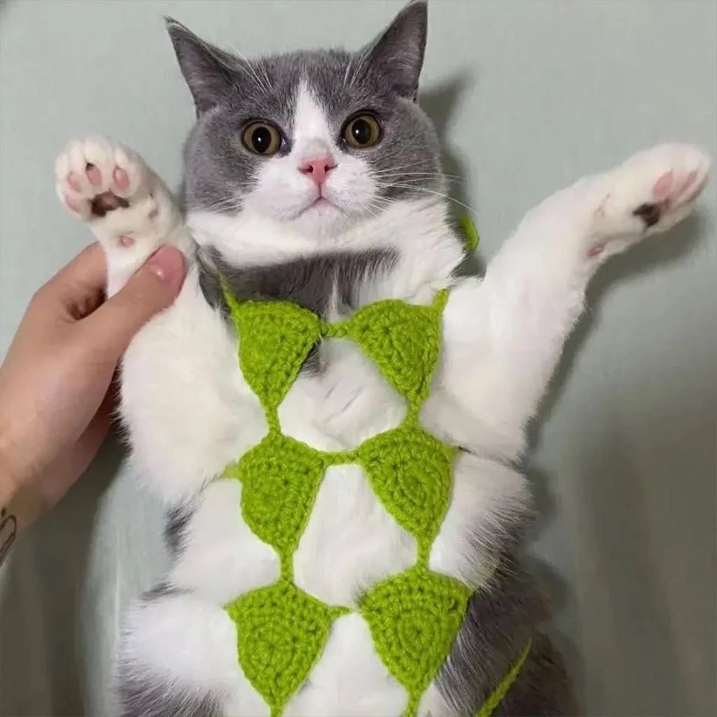 Cat wearing two-piece bikini costume in choice of five colours for pet parties