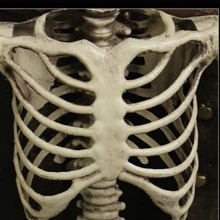 170cm tall plastic skeleton prop with movable jaw for Halloween decorations and educational displays