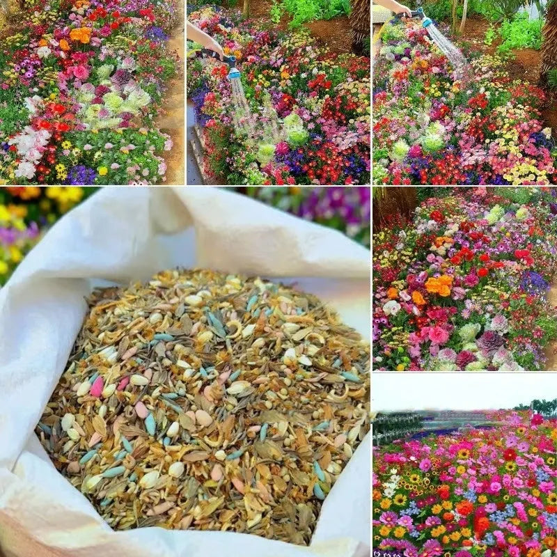 Packets of Purpleflower Holly Leaf cold and drought resistant mixed wildflower seeds