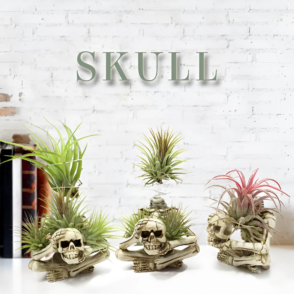 Gothic skull design resin bracket for holding soilless Tillandsia air plants on wall.