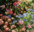 Packets of Purpleflower Holly Leaf cold and drought resistant mixed wildflower seeds