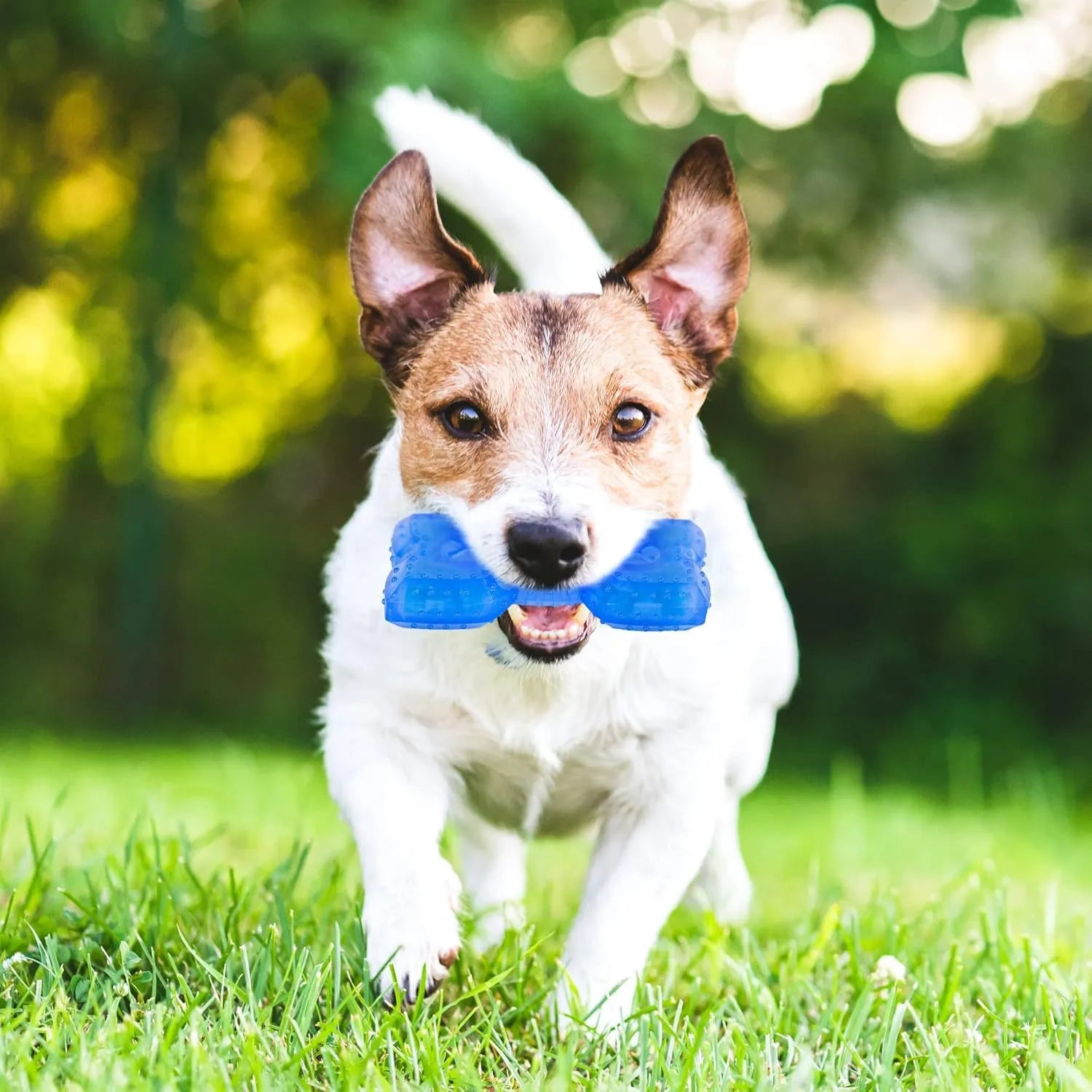 Freezable bone-shaped dog teether chew toy shown next to a circle-shaped version, both with treat-filling holes.