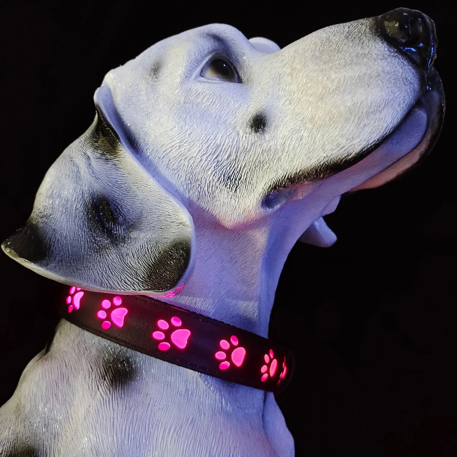 LED luminous cat collar with paw print pattern showing colour changing lights