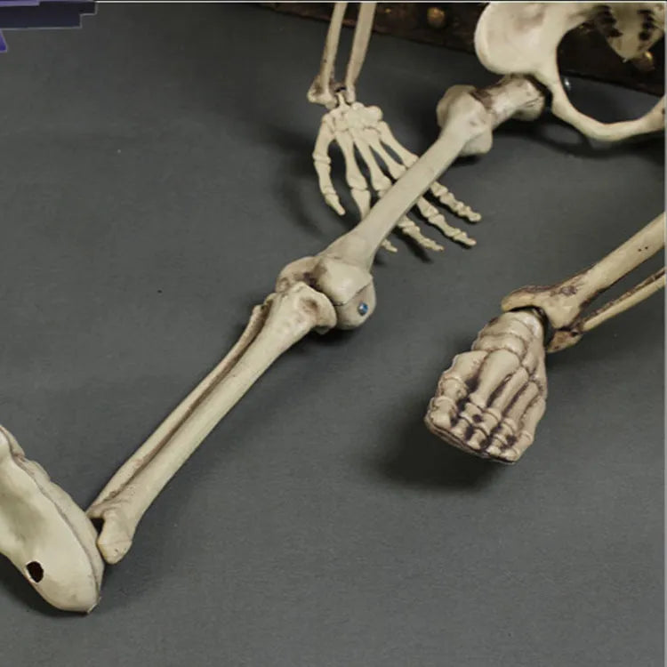 170cm tall plastic skeleton prop with movable jaw for Halloween decorations and educational displays