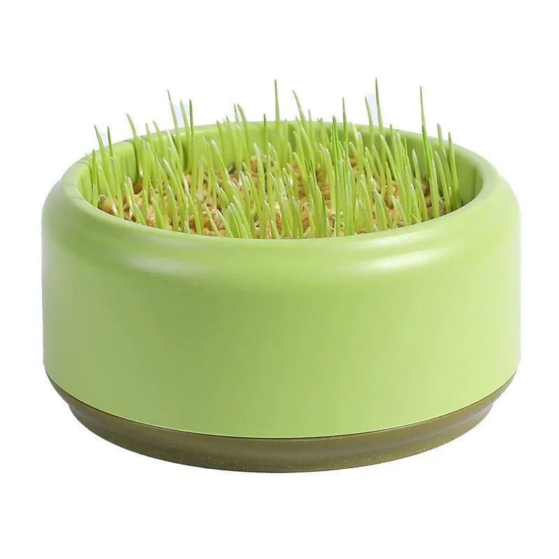 Hydroponic cat grass growing kit with blue cup and wheatgrass seeds for indoor pet enrichment.