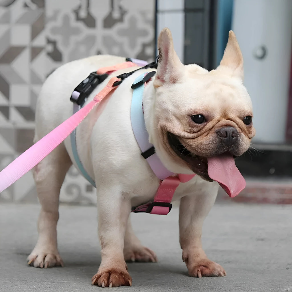 Gradient colour pet chest strap in polyester with S M L sizing options