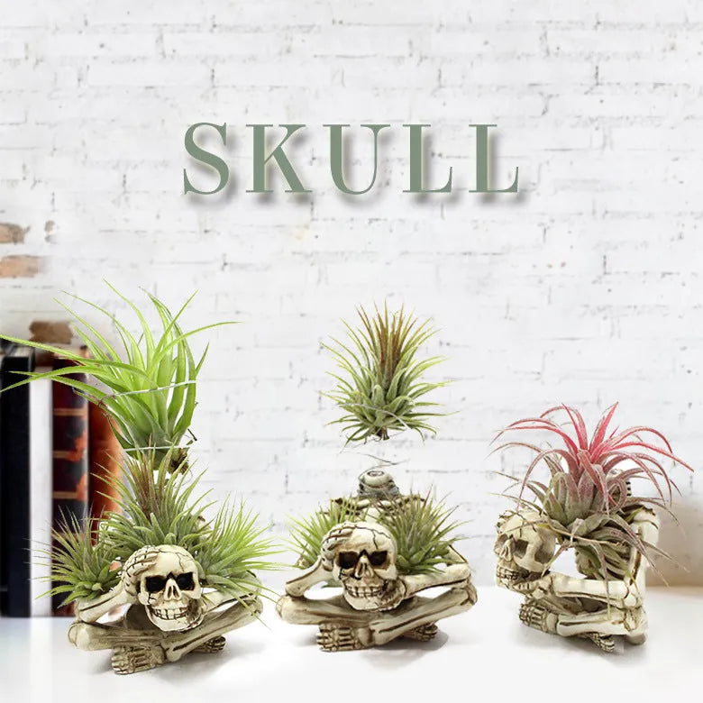 Gothic skull design resin bracket for holding soilless Tillandsia air plants on wall.