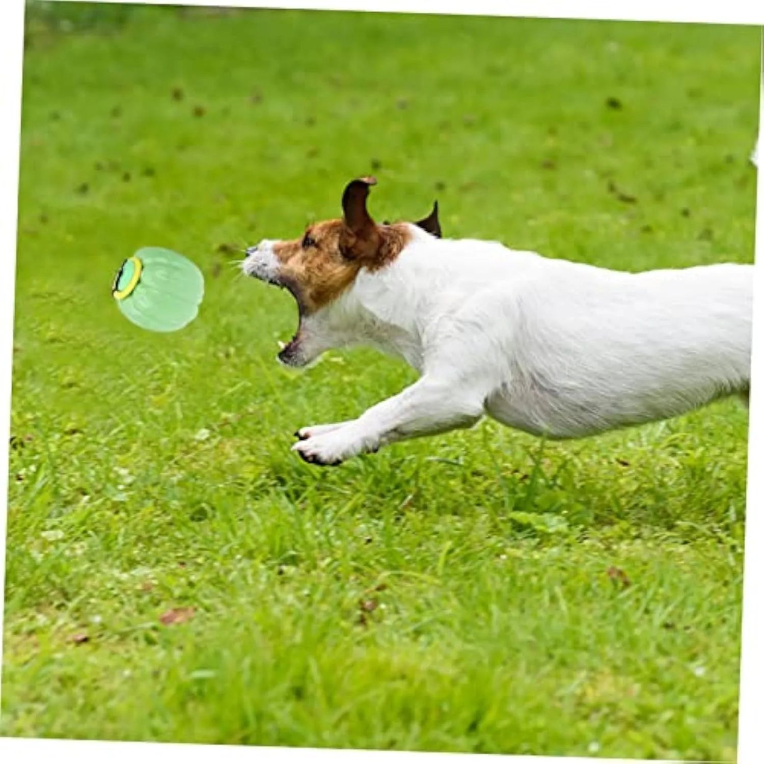 Green, orange, and yellow plastic pumpkin-shaped dog toy ball with squeaker for small dogs.
