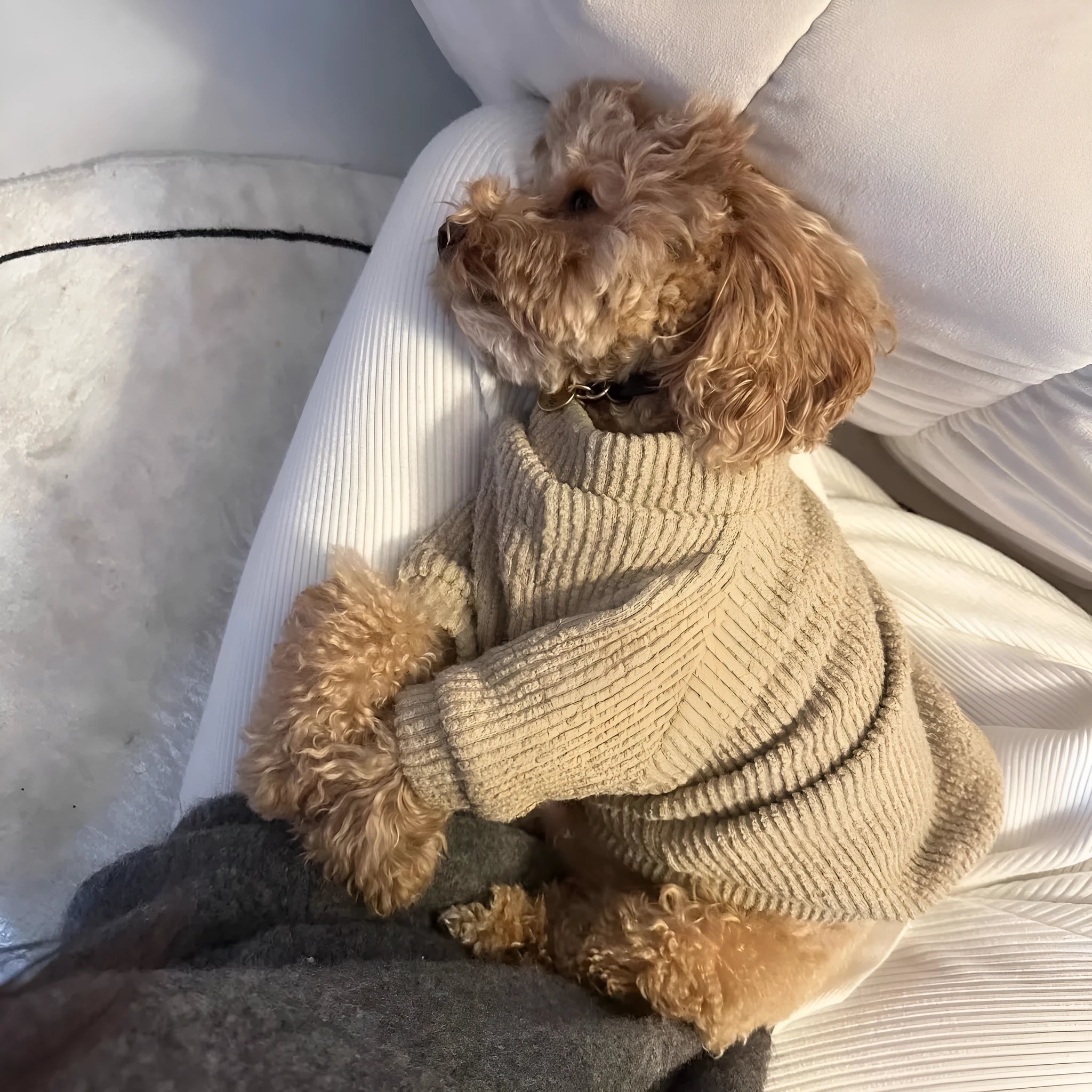 Brown cloth pullover sweater for small breed dogs on a Bichon Frise
