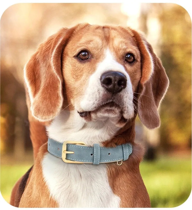 A rose red double-layer leather dog collar with mohair lining and a matching traction rope on a white background.
