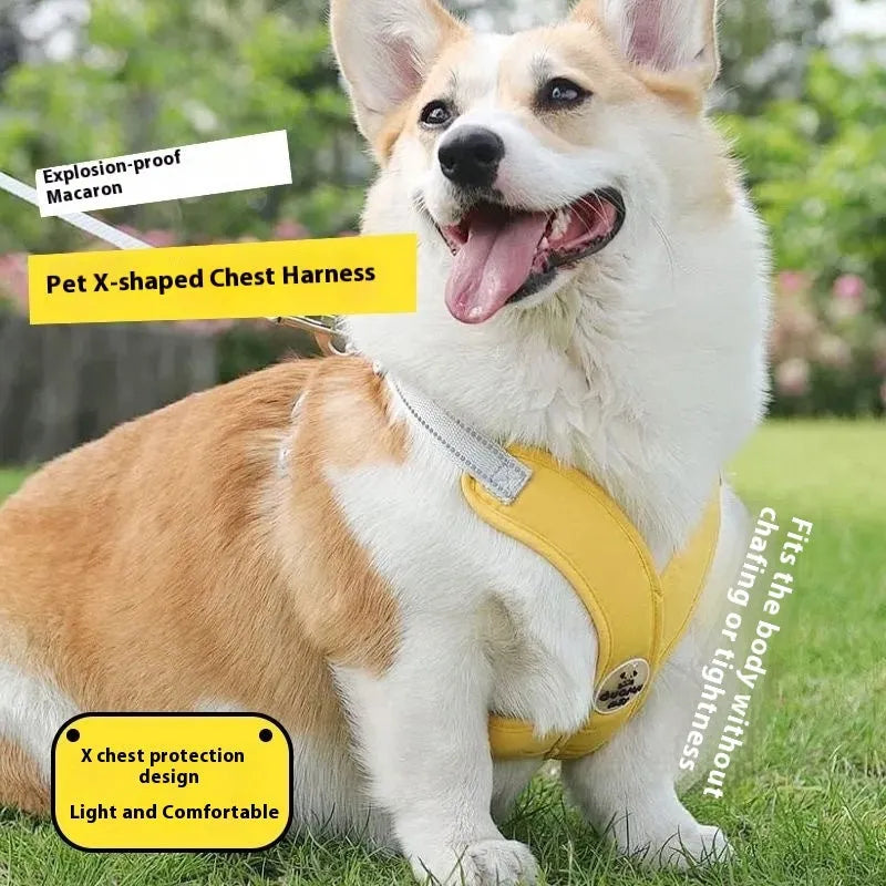 Dog vest with attached holding rope in polyester material, available in multiple colours and sizes