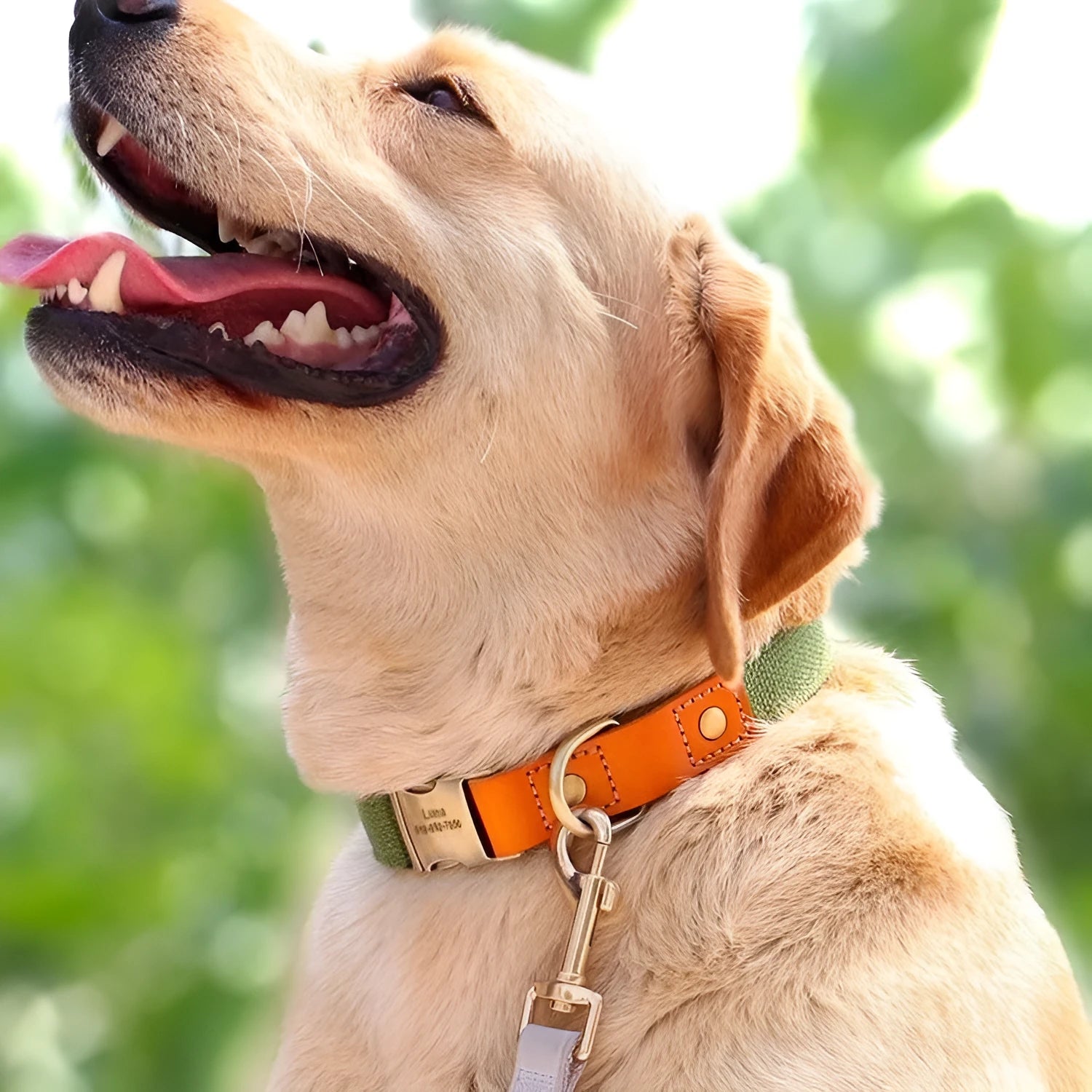 Small dog neck collar and traction rope set in mohair material with lettering detail