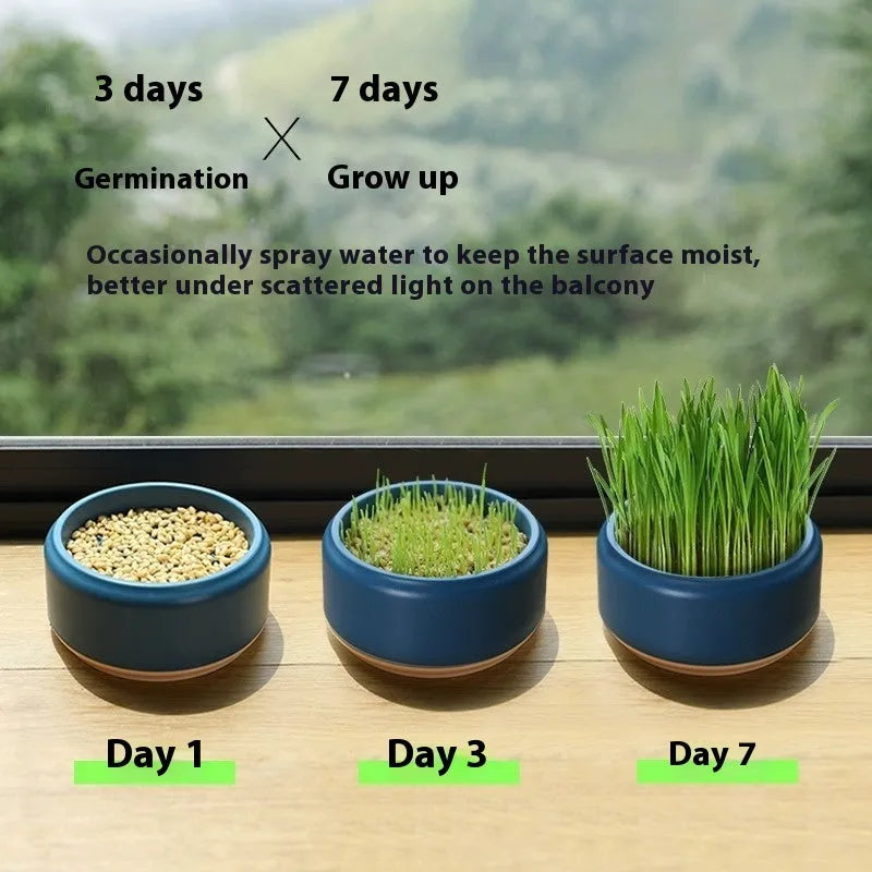 Hydroponic cat grass growing kit with blue cup and wheatgrass seeds for indoor pet enrichment.