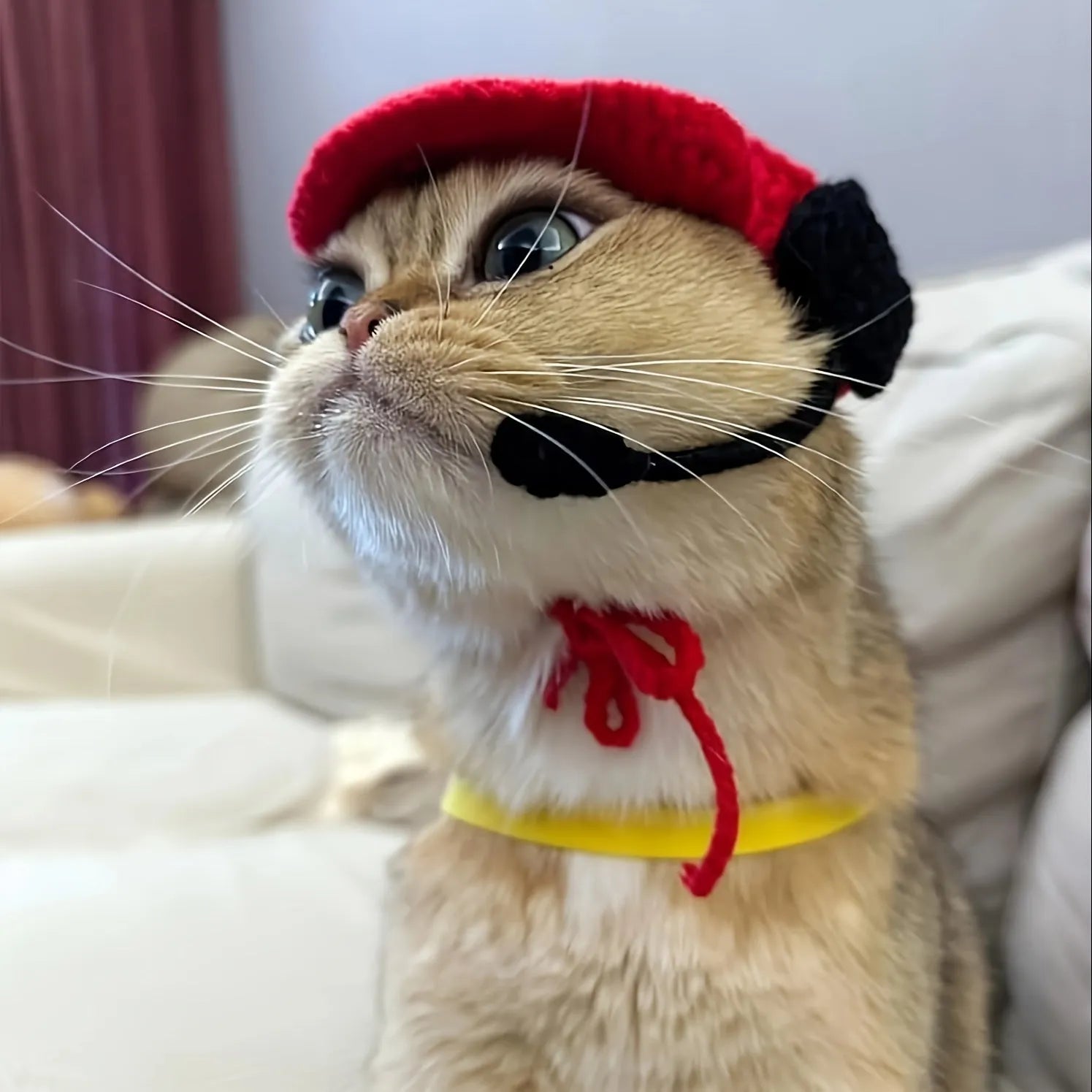 Handmade chef hat and cotton knitted sweater on a small cat for a birthday costume